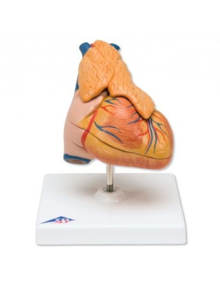 3B Scientific, cuore, modello classico, con timo, scomponibile in 3 parti, G08/1