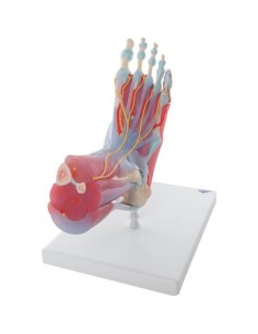 Modèle de squelette de pied avec ligaments et muscles 3B...