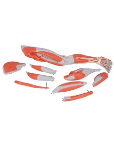 3B Scientific, Gamba con muscoli, in 9 parti M20 2