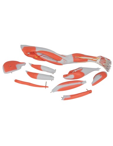 3B Scientific, Gamba con muscoli, in 9 parti M20
