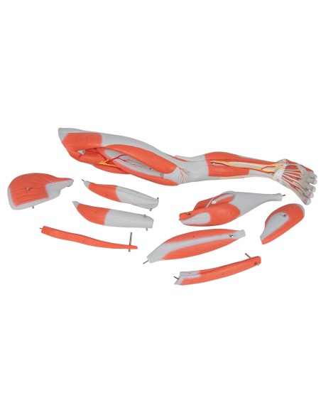 3B Scientific, Gamba con muscoli, in 9 parti M20
