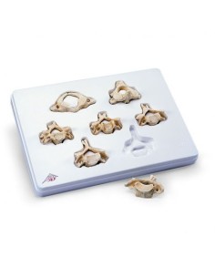 3B Scientific, Set avec 7 vertèbres cervicales 3B BONElike