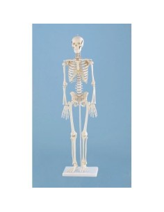 Erler Zimmer, Anatomisches Miniatur-Skelettmodell,...