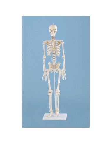 Erler Zimmer, Anatomisches Miniatur-Skelettmodell, Patrick 3030