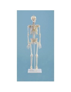 Erler ZImmer, modello anatomico in scala ridotta di...