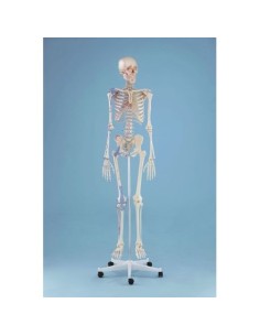 Erler Zimmer, anatomical model of skeleton with marking...