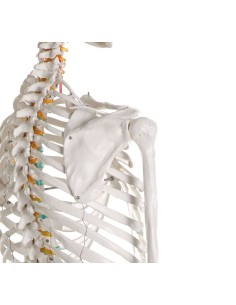 Erler Zimmer, Oscar teaching skeleton model, on easel 2960