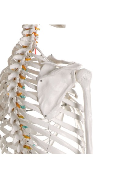 Erler Zimmer, Oscar enseignant le modèle de squelette, sur chevalet 2960