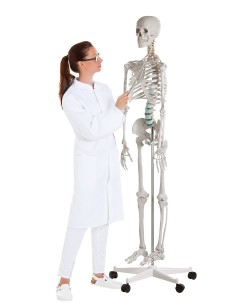 Erler Zimmer, Oscar teaching skeleton model, on easel 2960 2