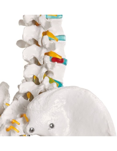 Erler Zimmer, Oscar enseignant le modèle de...