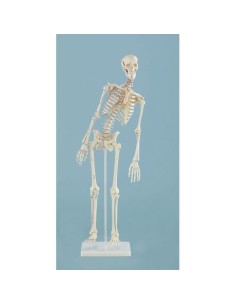 Erler Zimmer small-scale model of human skeleton, with...