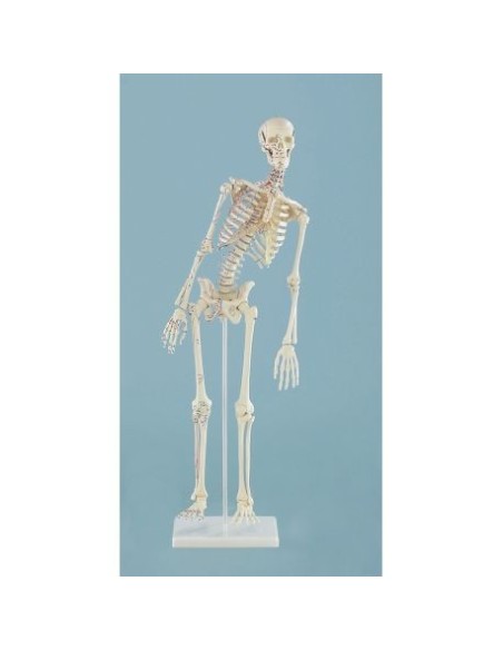 Modelo a escala reducida de esqueleto humano Erler Zimmer con columna vertebral flexible e inserciones musculares 3045