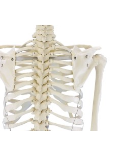 Erler Zimmer, anatomisches Lehrmodell des Skeletts Willi,... 2