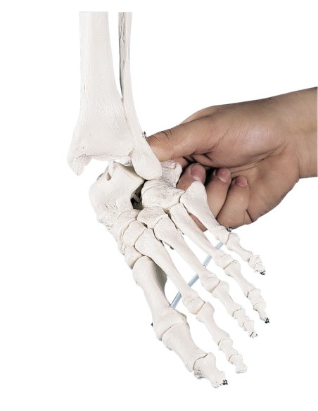 Erler Zimmer, anatomisches Lehrmodell des Skeletts Willi, auf Staffelei, 3001