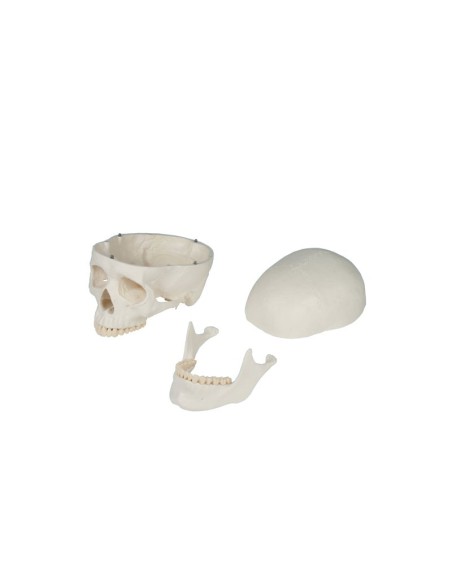 Erler Zimmer, modello anatomico didattico di scheletro Willi, su cavalletto, 3001