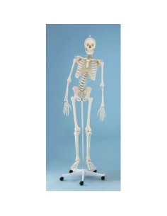 Erler Zimmer, anatomisches Modell des Skeletts mit...