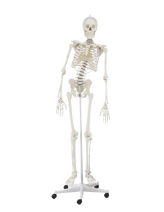 Erler Zimmer, anatomisches Modell des Skeletts mit... 2