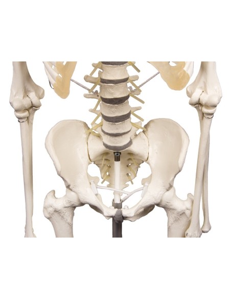 Erler Zimmer, modelo anatómico de esqueleto con columna vertebral flexible Hugo 3014