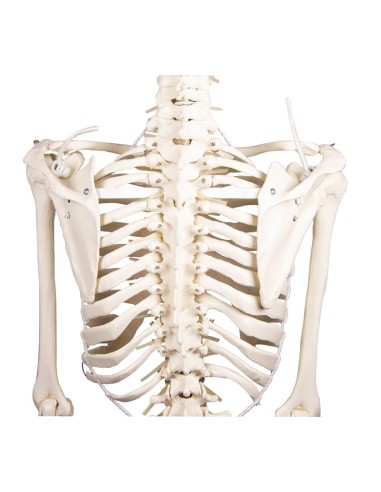 Erler Zimmer, modello anatomico di scheletro...