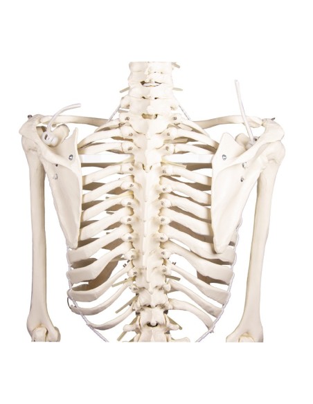 Erler Zimmer, modelo anatómico de esqueleto con columna vertebral flexible Hugo 3014