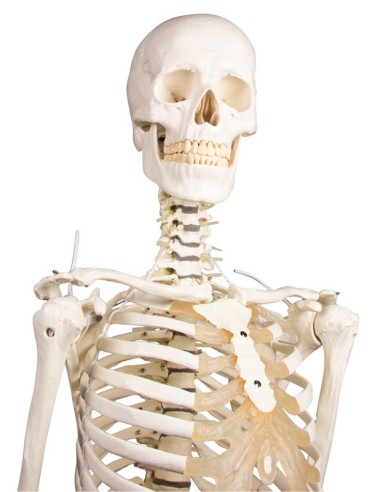 Erler Zimmer, modello anatomico di scheletro...