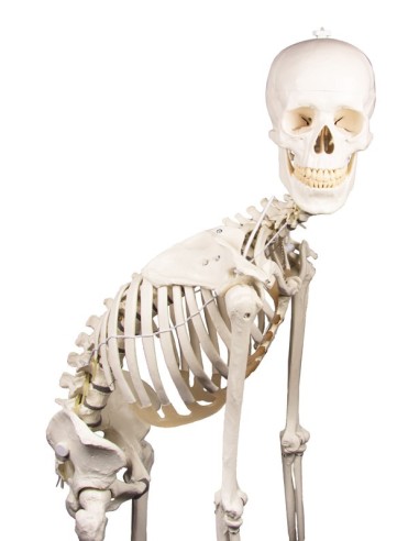 Erler Zimmer, modello anatomico di scheletro...