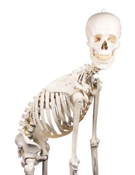 Erler Zimmer, anatomisches Modell des Skeletts mit beweglicher Wirbelsäule Hugo 3014