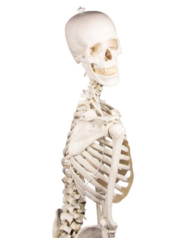 Erler Zimmer, anatomisches Modell des Skeletts...
