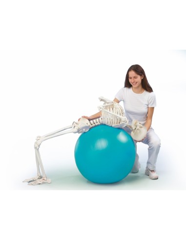 Erler Zimmer, anatomisches Modell des Skeletts...