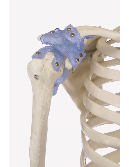 Erler Zimmer, anatomisches Modell des Skeletts mit Gelenkbändern Otto 3004