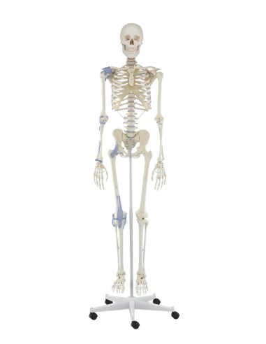 Erler Zimmer, anatomisches Modell des Skeletts...
