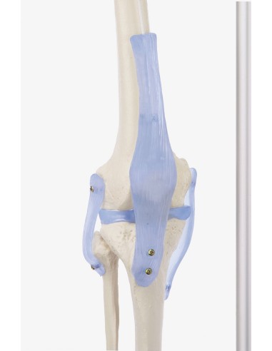 Erler Zimmer, modello anatomico di scheletro...