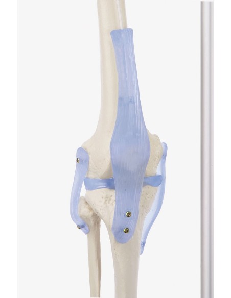 Erler Zimmer, modello anatomico di scheletro con legamenti articolari Otto 3004