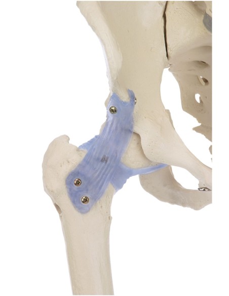 Erler Zimmer, modèle anatomique de squelette avec ligaments articulaires Otto 3004