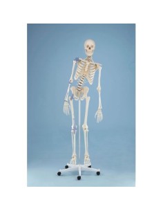 Erler Zimmer, anatomisches Modell des Skeletts mit...