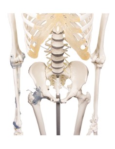Erler Zimmer, anatomical model of skeleton with flexible... 2