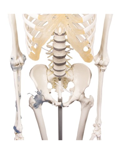 Erler Zimmer, modello anatomico di scheletro...