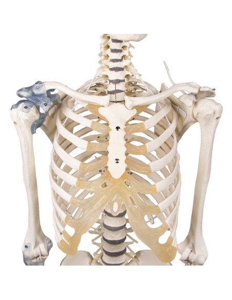Erler Zimmer, anatomisches Modell des Skeletts mit beweglicher Wirbelsäule und Gelenkbändern 3013