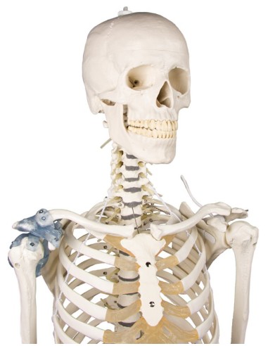 Erler Zimmer, anatomisches Modell des Skeletts...