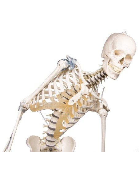 Erler Zimmer, modello anatomico di scheletro con colonna vertebrale flessibile e legamenti articolari 3013