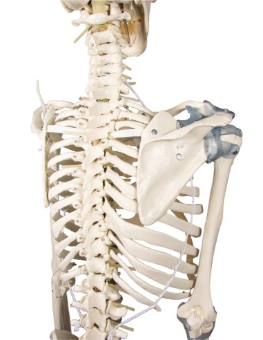 Erler Zimmer, modello anatomico di scheletro...