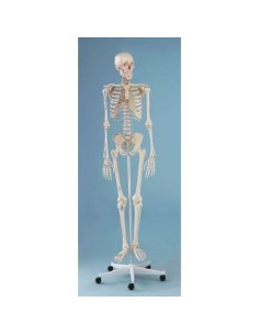 Erler Zimmer, anatomisches Modell des Skeletts mit...