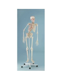 Erler Zimmer, anatomisches Modell des Skeletts mit...