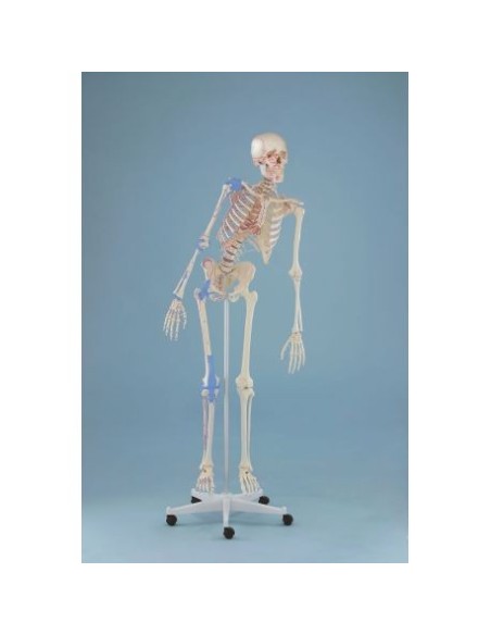 Erler Zimmer, esqueleto con columna vertebral flexible, ligamentos articulares y marcaje muscular 3016