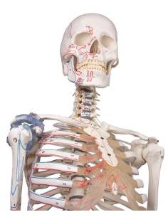 Erler Zimmer, skeleton with flexible spine, joint... 2