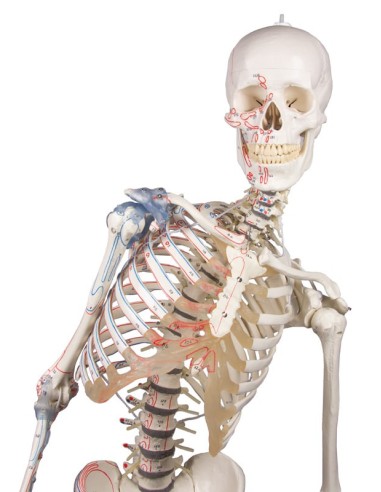 Erler Zimmer, skeleton with flexible spine,...