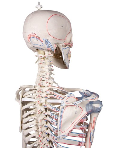 Erler Zimmer, skeleton with flexible spine,...