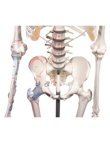 Erler Zimmer, skeleton with flexible spine, joint ligaments, and muscle marking 3016