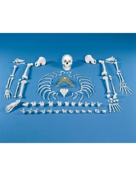 Erler ZImmer, Anatomical model of disassembled skeleton 3020