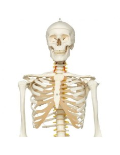 Skeleton 3B Scientific Fred A15, le squelette flexible...
